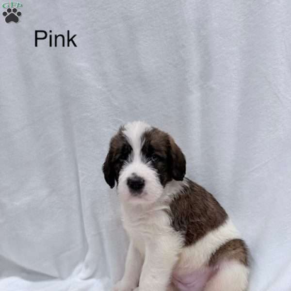 Pink, Saint Berdoodle Puppy